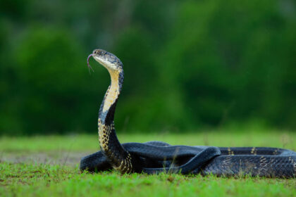 Mushroom hunters find rare snake nest in Nepal forest, officials restrict access