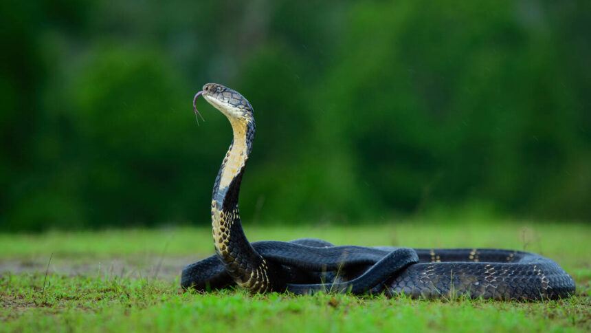 Mushroom hunters find rare snake nest in Nepal forest, officials restrict access