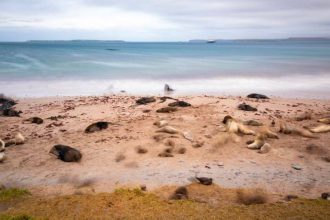 New Zealand is investing $202 million in a mega-operation aimed at restoring three islands destroyed by invasive species