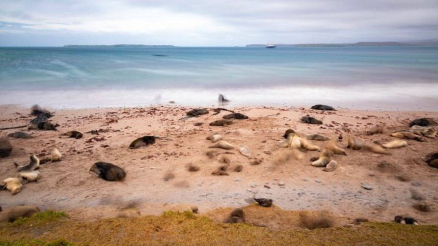 New Zealand is investing $202 million in a mega-operation aimed at restoring three islands destroyed by invasive species