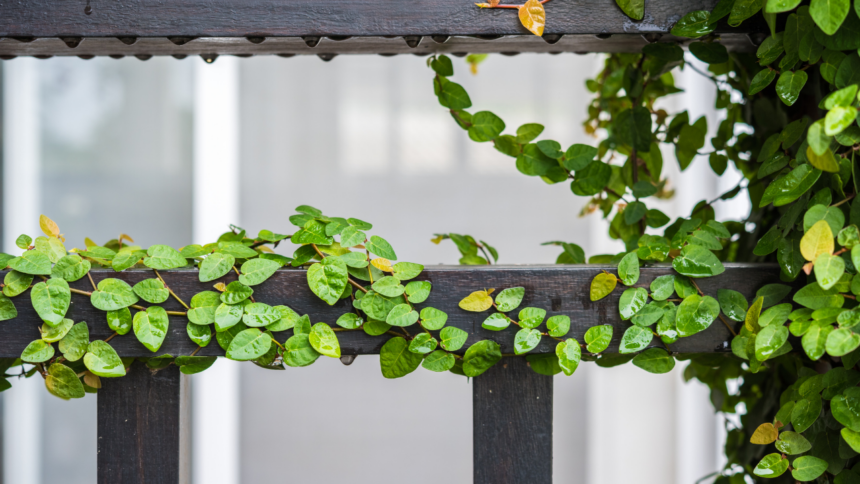 Not just a balcony, 5 spaces that you can easily use for gardening your green friends