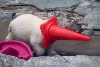 Polar bear cub playing with a traffic cone is the best thing you’ll see on the internet today!