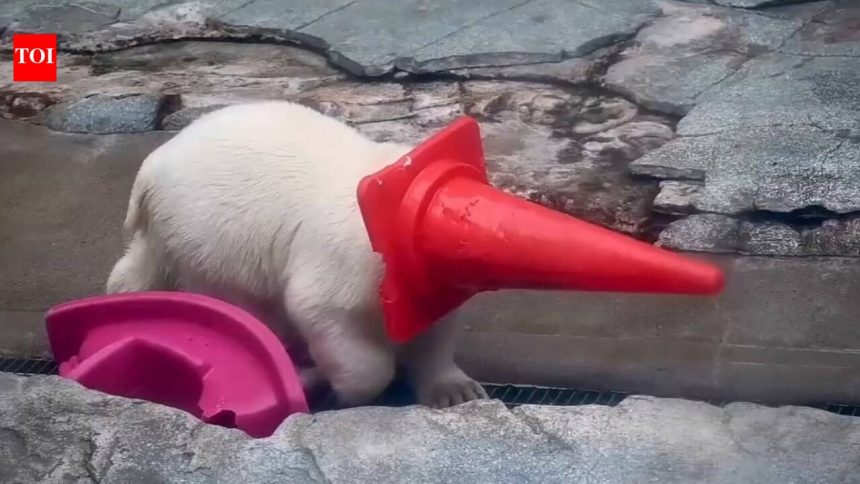 Polar bear cub playing with a traffic cone is the best thing you’ll see on the internet today!