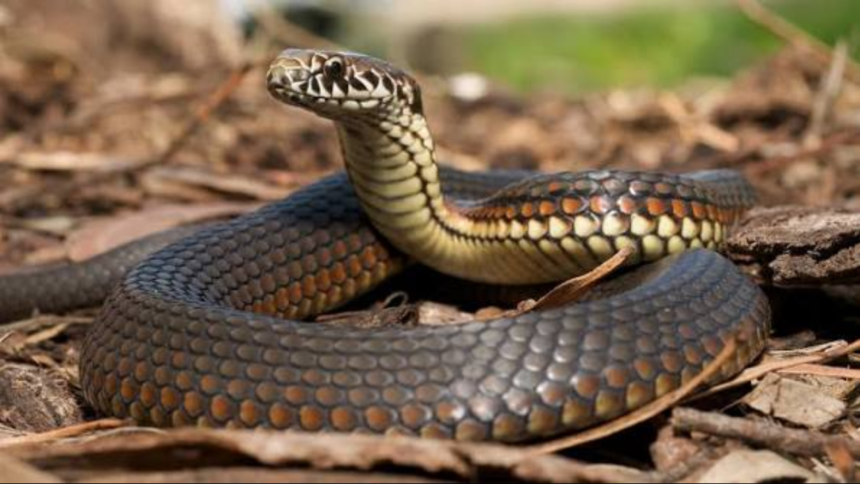 Researchers examined every body vertebra in 13 Australian snakes and found five distinct regions