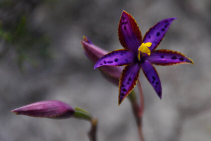 Scientists clone rare Queen of Sheba Orchid, growing 1,000 plants in five years