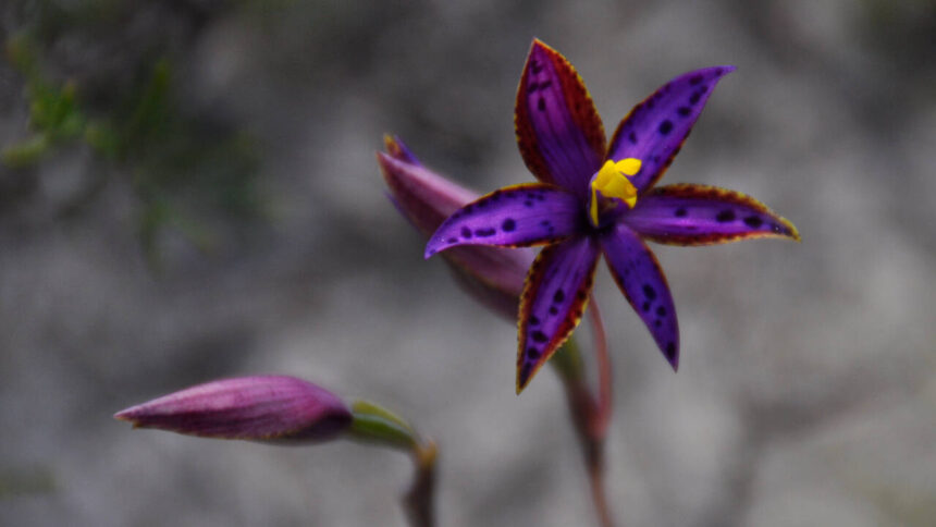 Scientists clone rare Queen of Sheba Orchid, growing 1,000 plants in five years