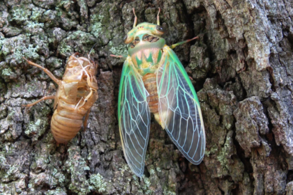 Scientists coated a cicada wing with silver and created a sensor that amplified molecular signals