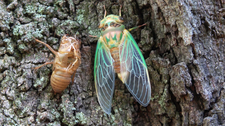 Scientists coated a cicada wing with silver and created a sensor that amplified molecular signals