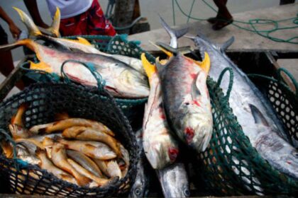 Scientists discover four dangerous fish bacteria in Brazil for the first time; one has jumped to a new host species