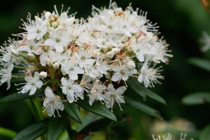 Scientists prove Charles Darwin's 150-year-old theory right with the help of an insect-eating plant