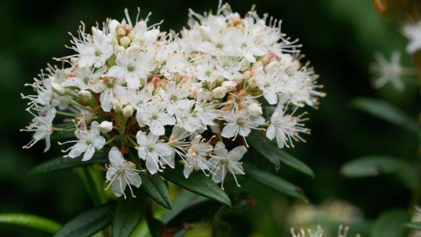 Scientists prove Charles Darwin's 150-year-old theory right with the help of an insect-eating plant