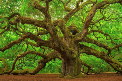 Scientists reviewed 54 Asian oak species; 40 had no backup in any botanical collection...