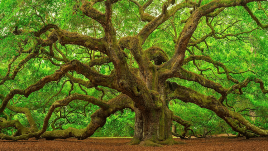 Scientists reviewed 54 Asian oak species; 40 had no backup in any botanical collection...