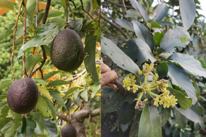 Scientists solve the 100-year-old mystery behind why avocado flowers change sex over two days