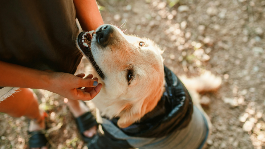 Scientists trained 182 pet dogs to sniff out one of America's most destructive invasive insects, and most successfully found