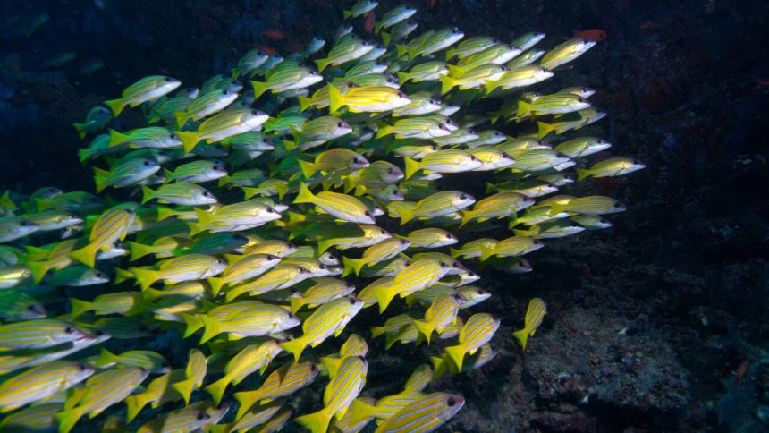 Since 1869, 120 fish species have crossed the Suez Canal—three more may follow