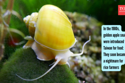Snail Import Turns Into Pest: Taiwan’s golden apple snail plan backfires; rice fields pay