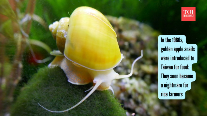 Snail Import Turns Into Pest: Taiwan’s golden apple snail plan backfires; rice fields pay