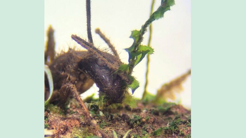 The Amazon’s zombie fungus manipulates ants into biting plants before death; scientists have now found it living silently i