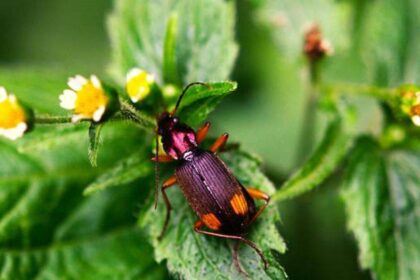 The insect that carries its own bomb: How the bombardier beetle turns chemistry into a weapon