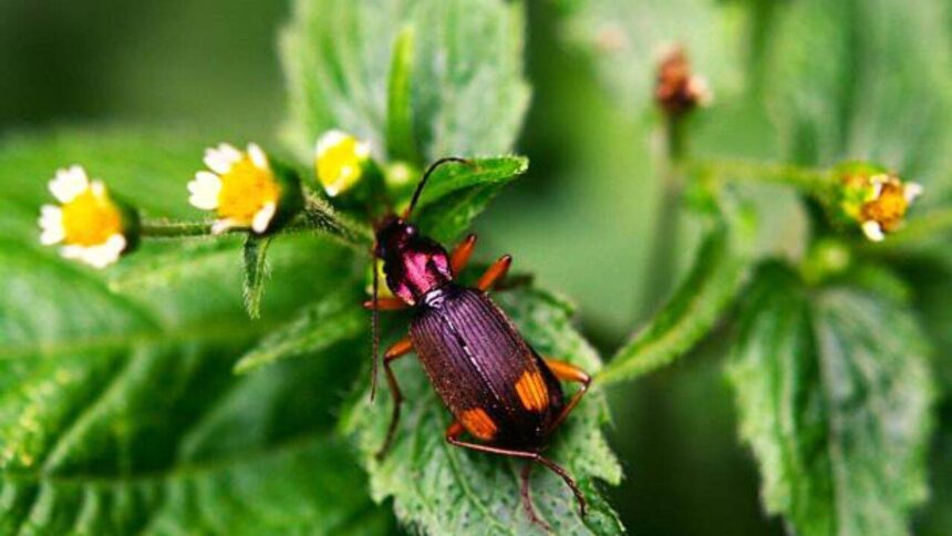The insect that carries its own bomb: How the bombardier beetle turns chemistry into a weapon