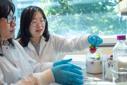 UBC scientists develop a mixture that keep strawberries fresh
