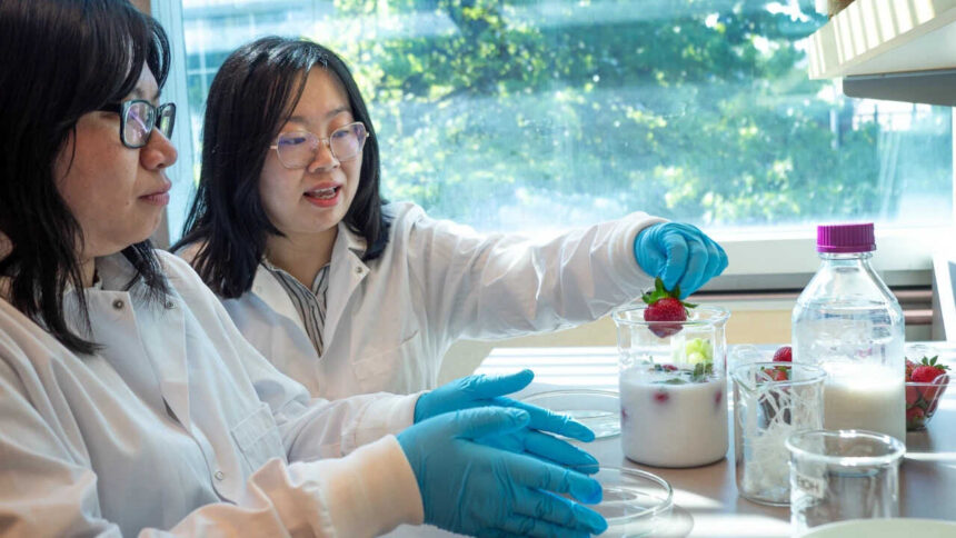UBC scientists develop a mixture that keep strawberries fresh