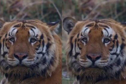 Viral Gabbar Tiger Video: massive Dudhwa big cat stuns social media