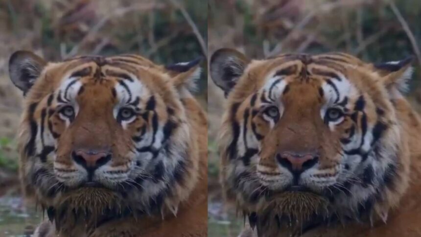 Viral Gabbar Tiger Video: massive Dudhwa big cat stuns social media