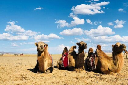 When a mother camel rejects her newborn, Mongolian herders sing to reunite them; the centuries-old tradition is UNESCO-recogn