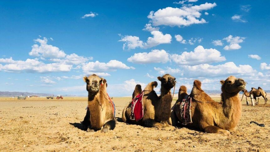 When a mother camel rejects her newborn, Mongolian herders sing to reunite them; the centuries-old tradition is UNESCO-recogn